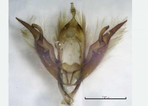 Noctua interposita